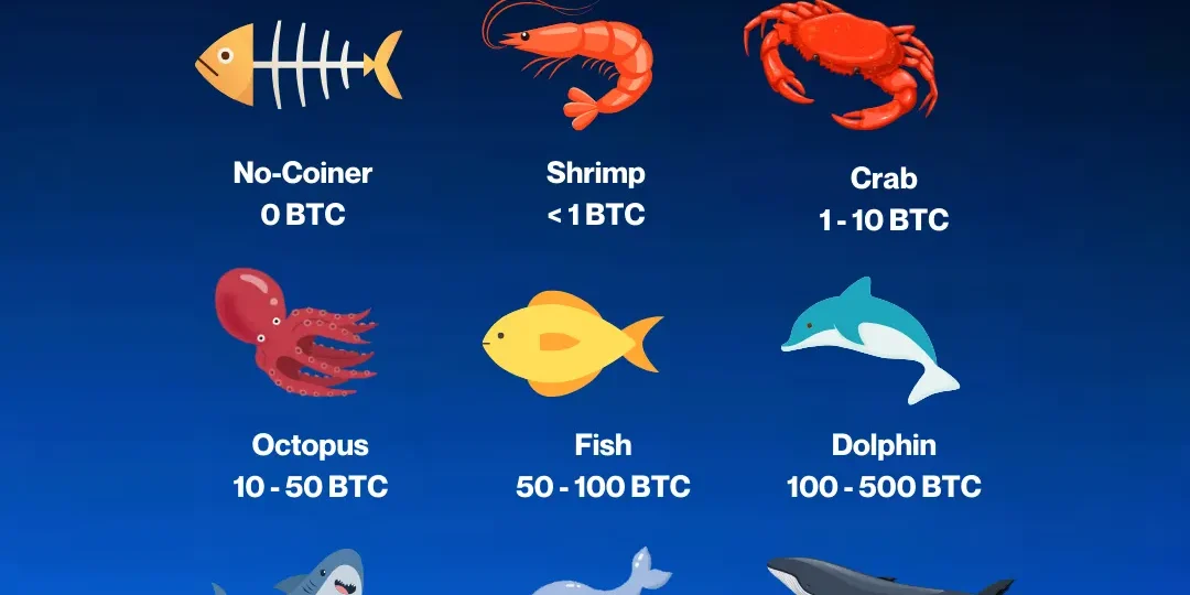 Bitcoin Rich List